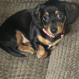 RBG-Ruth - Black and tan female Dachshund puppy in San Antonio, Texas from Sunshine Sandra & Sweet Sausages