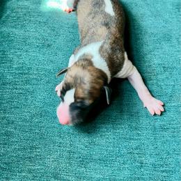 Tigger - Red brindle male Whippet puppy in Clinton, Tennessee from Ivanhoe Borzoi