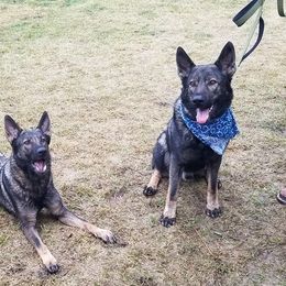 German Shepherds from Wolverine Shepherds