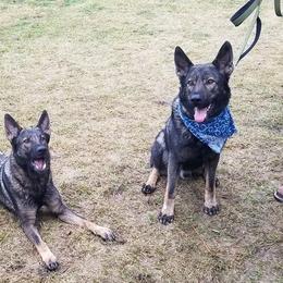 German Shepherds from Wolverine Shepherds