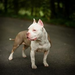 Coral - Lilac tri-color female American Bully puppy in Nashville, Tennessee from SimplyBullies