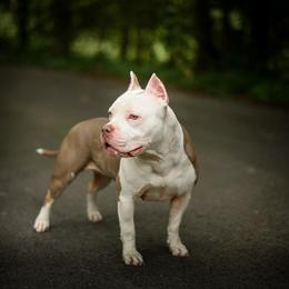 Coral - Lilac tri-color female American Bully puppy in Nashville, Tennessee from SimplyBullies