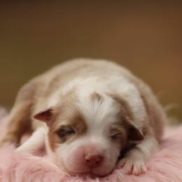 Australian Shepherd Puppies from Circle P Farm