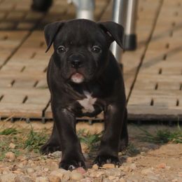 Black - Black male American Bully puppy in Union County, North Carolina from XLRG BULLIES