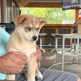 Navy - Wolf sable male Pomsky puppy in Doon, Iowa from Luxury Pomsky
