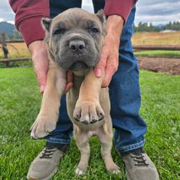 Dark green - Chestnut brindle male Cane Corso puppy in Springfield, Oregon from PNW Cane Corsos