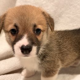 Pembroke Welsh Corgi Puppies from Pordr Corgis