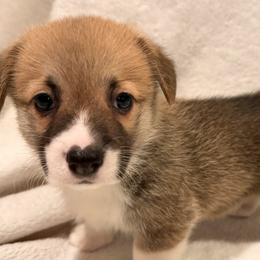 Pembroke Welsh Corgi Puppies from Pordr Corgis
