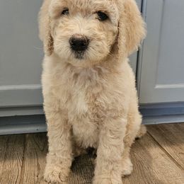 Carly - Cream female Goldendoodle puppy in Kansas City, Missouri from Poppy's Doodles