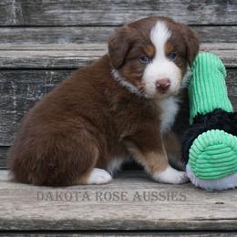 Boy 3 - male Australian Shepherd puppy in Burbank, South Dakota from Dakota Rose Aussies