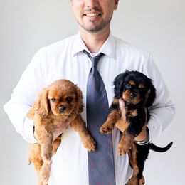 Cavalier King Charles Spaniel Puppies from Heirloom Cavaliers
