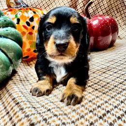 Male black and tan longhair - Black and tan male Dachshund puppy in Andalusia, Alabama from Sweet Home Alabama Dachshunds