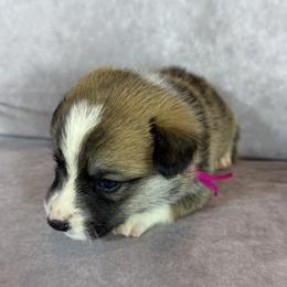 Liberty - Red female Pembroke Welsh Corgi puppy in Victoria, Texas from Clear Creek Corgis