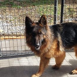 Gretchen - German Shepherd