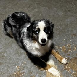 Loki - Miniature Australian Shepherd