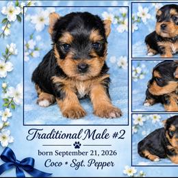 HANSEN - Black and tan male Yorkshire Terrier puppy in Michigan from TenderLittleCuties