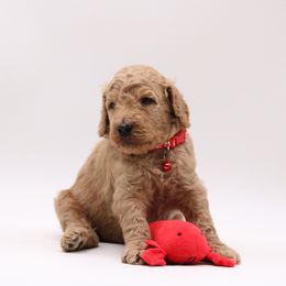 Poodle Puppies from Absolutely Pampered Poodles