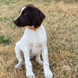 German Shorthaired Pointer Puppies from Dem Feuerhaus Gun Dogs