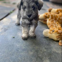 Miniature Schnauzer Puppies from Wahl 2 Wahl Schnauzers