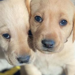 Labrador Retrievers from Logan River Retrievers