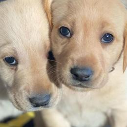 Labrador Retrievers from Logan River Retrievers