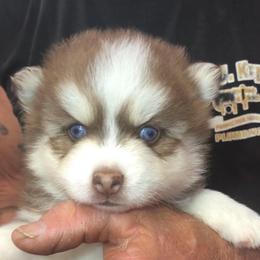 Cooper - Chocolate male Pomsky puppy in Spring Hill, Florida from PDQ Pomskies