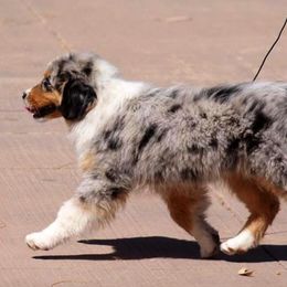 Miniature American Shepherd Puppies from Treasures Miniature American Shepherds