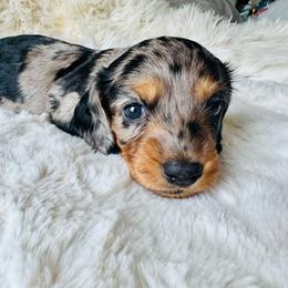 VIENNA - Dapple female Dachshund puppy in Holtwood, Pennsylvania from Holly Hill Dachshunds