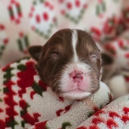 Ginger girl 3 - Red tri-color female Australian Shepherd puppy in Tehachapi, California from Astralvale Aussies