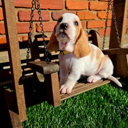Zevra - Lemon and white female Basset Hound puppy in Bellaire, Ohio from Blessed Bassets