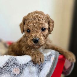 Cupid - Red male Cavapoo puppy in Blackfoot, Idaho from Draper Mountain Doodles
