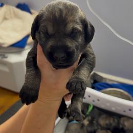 Boy 3 - Pepper and salt male Giant Schnauzer puppy in Mason, Ohio from Bourbon Country Schnauzers
