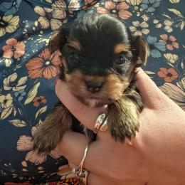 Ava - Black and tan female Yorkshire Terrier puppy in West Enfield, Maine from GRIFFEY'S SPA AND KENNEL