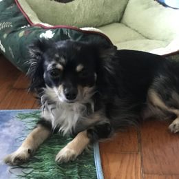 Hippie - Chihuahua