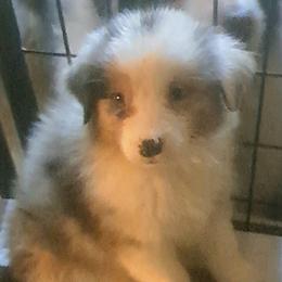JASMINE - Blue merle female Australian Shepherd puppy in Elk Creek, Missouri from Hearts on Fire Australian Shepherds