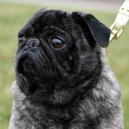 Pugs from Locust Creek Pugs