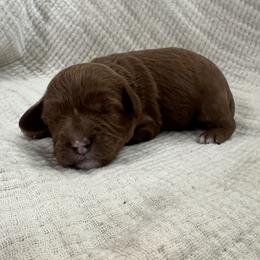Apple - Red female Cavapoo puppy in Glendale, Arizona from Dashing Dogs