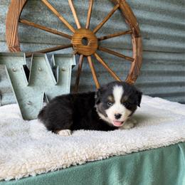 Socks - Black tri male Miniature Australian Shepherd puppy in Checotah, Oklahoma from Wild Outlaw Aussies
