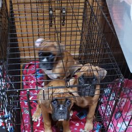 Boxer Puppies from Newcastle Boxers