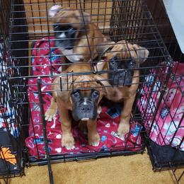 Boxer Puppies from Newcastle Boxers