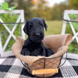Mocha - Black female Giant Schnauzer puppy in Collinsville, Mississippi from Hillside Kennels
