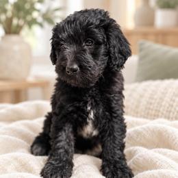 Solstice - Black female Goldendoodle puppy in Pollock Pines, California from Penny Lane’s Doodles