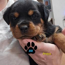 Freya - Black and mahogany female Rottweiler puppy in Tangent, Oregon from Raya's Royals