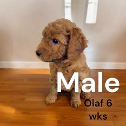Goldendoodle Puppies from Stacy Warwick