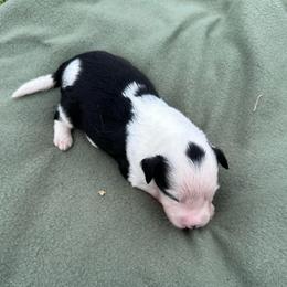 Boy 1 - Black tri-color male Aussiedoodle puppy in Reddick, Florida from Cooper’s Mini Doodles