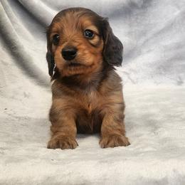 Blaise - Red male Dachshund puppy in Trenton, Florida from Kings Dachshunds