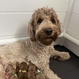 Goldendoodle Puppies from BFF Goldendoodles