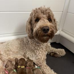 Goldendoodle Puppies from BFF Goldendoodles