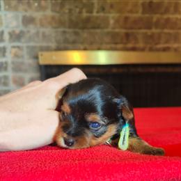 Mr. Green - Black and gold male Yorkshire Terrier puppy in Woodway, Texas from The Yorkie Empire