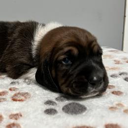 Orange collar - Mahogany and white male Basset Hound puppy in Huntsville, Texas from Lil Bratz Bassets